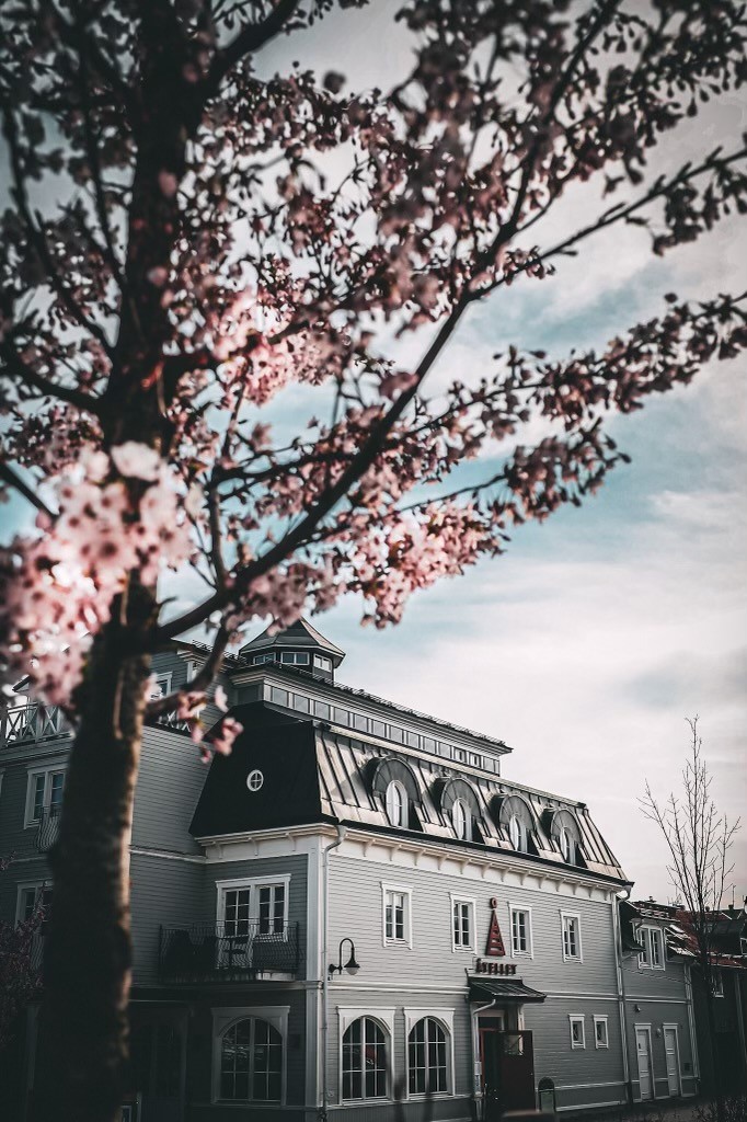 körsbärsblommning körsbärsblommning